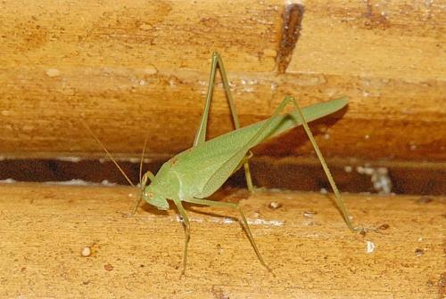 Réf. 194 250 : Phaneroptera sp.
